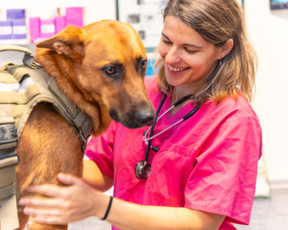 Manovre base veterinarie: la chiave per il benessere del tuo cane